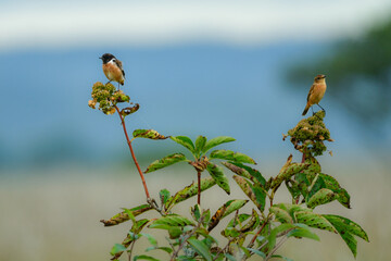 
奥日光や北海道の草原で初夏に出会える白黒の美しい野鳥ノビタキと黄色いニッコウキスゲの花