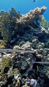 Smooth Cornetfish (Fistularia commersonii). Taking in Red Sea, Egypt.                               