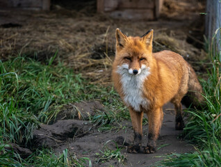 A red fox in its natural habitat on an autumn day on a green meadow.
