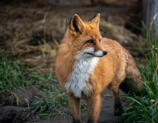 Fototapeta premium A red fox in its natural habitat on an autumn day on a green meadow. 