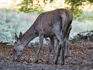 Deer in an autumn forest with warm sunlight and falling leaves.