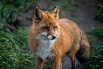 Fototapeta premium A red fox in its natural habitat on an autumn day on a green meadow. 
