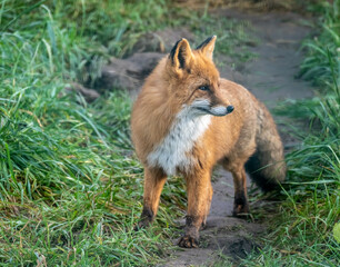 A red fox in its natural habitat on an autumn day on a green meadow.
