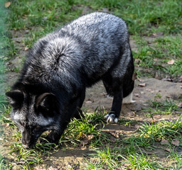 Fototapeta premium A silver fox in its natural habitat on an autumn day on a green meadow