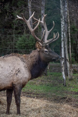 A South American llama in its natural habitat on an autumn day on a green lawn.