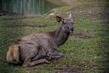 A South American llama in its natural habitat on an autumn day on a green lawn.