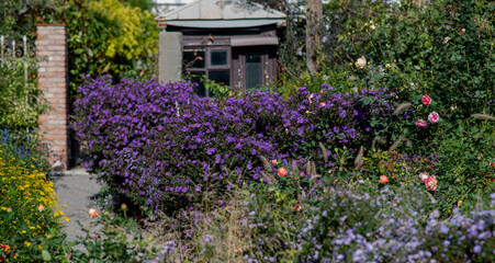 Vibrant garden with colorful flowers, lush greenery, and a wooden shed in the background, bordered by woven wooden fences and a gravel pathway under sunlight.