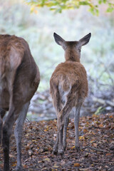 Fawn and mother deer seen from behind in an autumn forest.