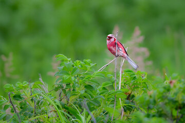 初夏から夏に北海道の草原や原生花園で見られる赤い美しい鳥、ローズピンクのベニマシコ