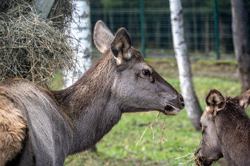 A South American llama in its natural habitat on an autumn day on a green lawn.