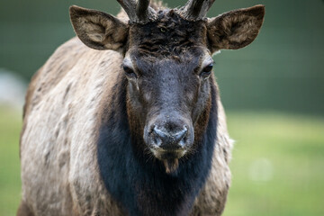 A South American llama in its natural habitat on an autumn day on a green lawn.