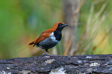 沖縄でしか見られない日本固有種の珍しい鳥、赤い美しいホントウアカヒゲ