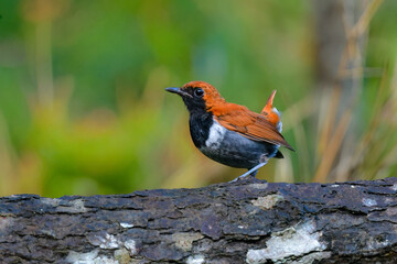 沖縄でしか見られない日本固有種の珍しい鳥、赤い美しいホントウアカヒゲ