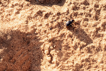 Macro Black Desert Beetle on Sandy Ground