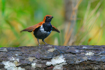 沖縄でしか見られない日本固有種の珍しい鳥、赤い美しいホントウアカヒゲ