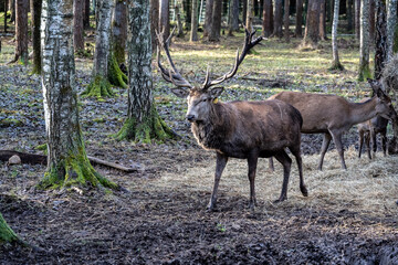 A South American llama in its natural habitat on an autumn day on a green lawn.