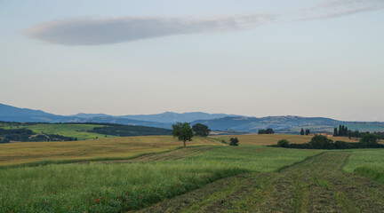 Fototapeta premium Sunset over rolling hills in Val d'Orcia, Tuscany, Italy, with golden fields, scattered trees, distant villages and soft cloud cover. A single tree stands near a rural path cutting through farmland.