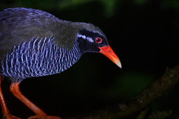沖縄県のやんばる地方でしか見られない世界的に珍しい鳥、絶滅のおそれのあるヤンバルクイナ