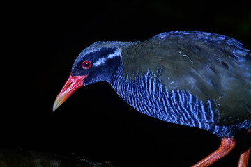 沖縄県のやんばる地方でしか見られない世界的に珍しい鳥、絶滅のおそれのあるヤンバルクイナ