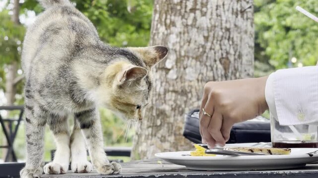 Curious tabby cat being fed food from a plate by a person's hand at an outdoor cafe, a heartwarming moment of human and animal interaction.