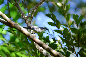 沖縄や奄美大島でよく見られる白と黒のスマートな印象の小鳥、リュウキュウサンショウクイ