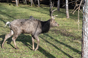 A South American llama in its natural habitat on an autumn day on a green lawn.