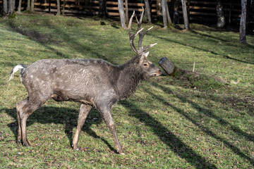 A South American llama in its natural habitat on an autumn day on a green lawn.