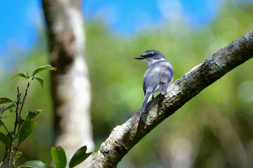 沖縄や奄美大島でよく見られる白と黒のスマートな印象の小鳥、リュウキュウサンショウクイ