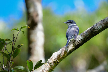 沖縄や奄美大島でよく見られる白と黒のスマートな印象の小鳥、リュウキュウサンショウクイ