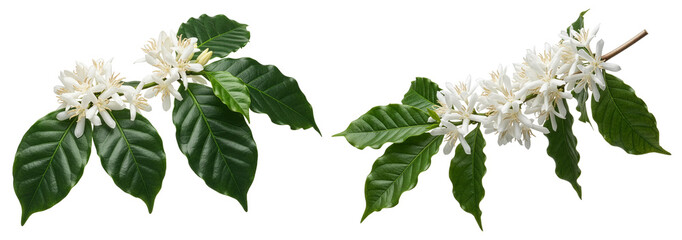 Coffee flowers (Coffea arabica) with green leaves isolated on transparent background PNG, white fragrant blossoms
