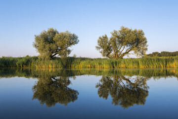 Two trees by the calm water with clear reflection