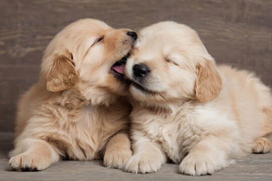 Two adorable golden retriever puppies showing affection and playing together - Powered by Adobe