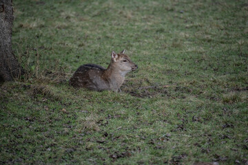 A South American llama in its natural habitat on an autumn day on a green lawn.
