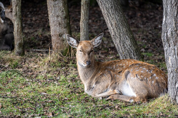 A South American llama in its natural habitat on an autumn day on a green lawn.