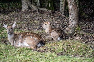 A South American llama in its natural habitat on an autumn day on a green lawn.