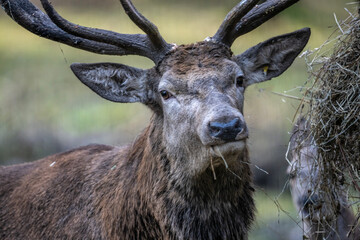 A South American llama in its natural habitat on an autumn day on a green lawn.