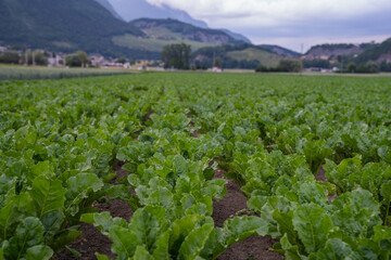Green sugar beet field near Saint-Maurice, Switzerland, stretches across the fertile Rhone Valley. Young plants grow in neat rows under cloudy skies with village houses in the background.