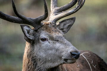 A South American llama in its natural habitat on an autumn day on a green lawn.