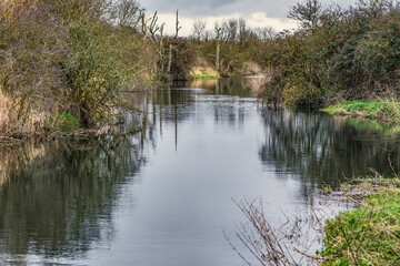 Serene Irish river winding through winter-bare trees and dense brush, reflecting muted overcast sky.