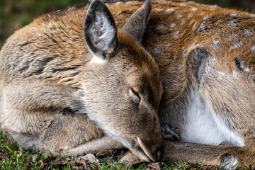 A South American llama in its natural habitat on an autumn day on a green lawn.