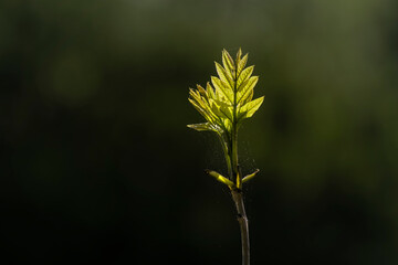 Capturing the delicate beauty of new life. Close-up of a young green sprout with glowing backlit leaves, isolated against dark background.