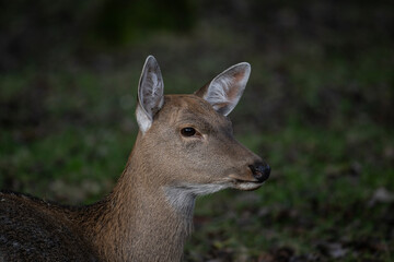 A South American llama in its natural habitat on an autumn day on a green lawn.