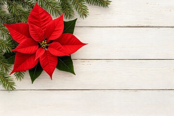 Traditional Christmas Background with Red Poinsettia Flower and Fir Tree Branches on White Wood