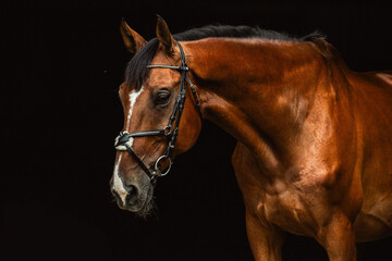Fototapeta premium portrait of a horse