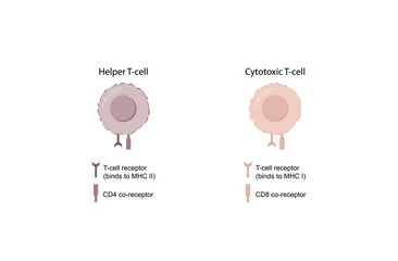 T Cell, CD4+ helper T cell and CD8+ cytotoxic T cell, CD Antigen Types, CD4 And CD8. T lymphocyte types. Vector Illustration.