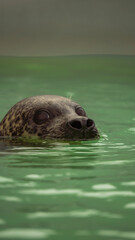 Fototapeta premium seal in the water