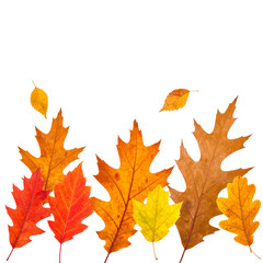 Autumnal Leaf Tapestry: A vibrant collection of leaves in shades of red, orange, and yellow cascade, capturing the essence of fall's breathtaking spectacle.