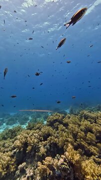 Smooth Cornetfish (Fistularia commersonii). Taking in Red Sea, Egypt.                               