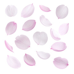 Floating Petals: Delicate cherry blossom petals drift weightlessly, their soft pink hues and graceful forms evoking feelings of spring and renewal.