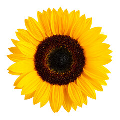 Obraz premium Radiant Sunflower: A close-up view reveals the intricate beauty of a vibrant sunflower, its golden petals and dark center exuding warmth and vitality.